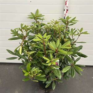 Rhododendron 'Marcel Menard' PAARS 60-80 cm cont. 20L - afbeelding 5