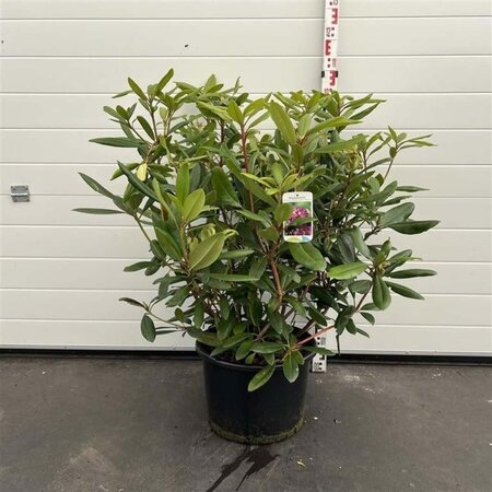 Rhododendron 'Marcel Menard' PAARS 60-80 cm cont. 20L - afbeelding 6