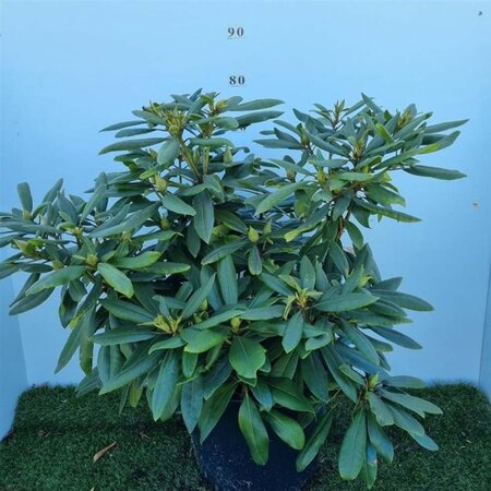 Rhododendron 'Marcel Menard' PAARS 60-80 cm cont. 20L - afbeelding 9