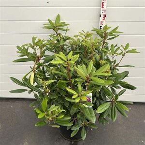 Rhododendron 'Marcel Menard' PAARS 60-80 cm cont. 20L - afbeelding 7