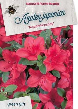 Rhododendron (AJ) 'Moederkensdag' ROOD 50-60 cm cont. 20L