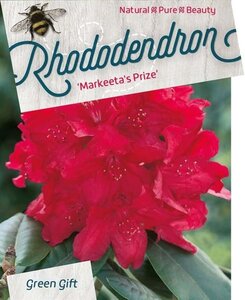 Rhododendron 'Markeeta's Prize' ROOD 40-50 cm cont. 10L - afbeelding 1