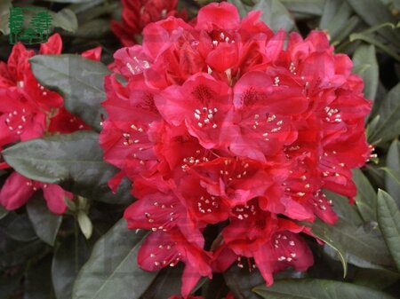 Rhododendron 'Nova Zembla' ROOD 125-150 cm met kluit - afbeelding 1