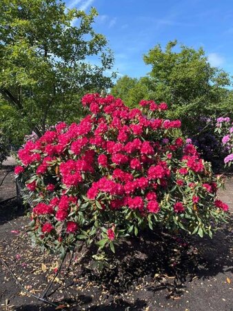 Rhododendron 'Nova Zembla' ROOD 125-150 cm met kluit - afbeelding 2