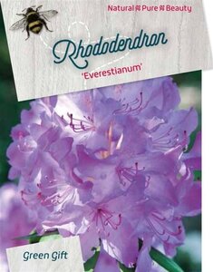 Rhododendron 'Everestianum' PAARS 60-80 cm cont. 20L - afbeelding 1