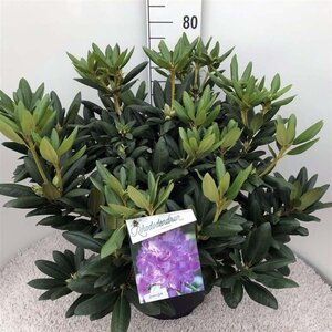 Rhododendron 'Everestianum' PAARS 60-80 cm cont. 20L - afbeelding 2