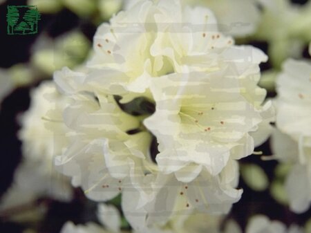 Rhododendron (AJ) 'Olga Niblett' WIT 80-90 cm met kluit