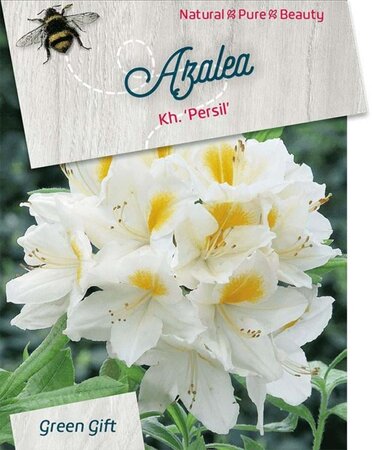 Rhododendron knaphill 'Persil' WIT 40-50 cm cont. 10L