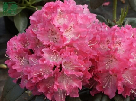 Rhododendron 'Pink Lady' ROZE 90-100 cm cont. 15L