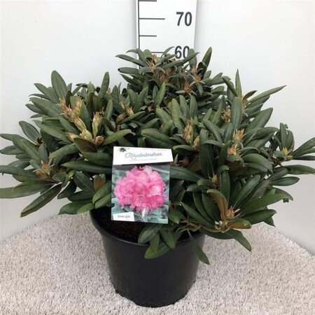 Rhododendron (Y) 'Polaris' ROZE 40-50 cm cont. 20L - afbeelding 1