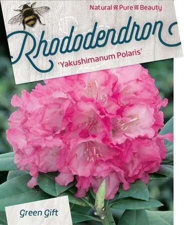 Rhododendron (Y) 'Polaris' ROZE 40 cm cont. 10L bol - afbeelding 2