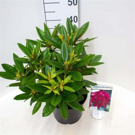 Rhododendron (P) 'Polarnacht' PAARS 30-40 cm cont. 5,0L - afbeelding 1