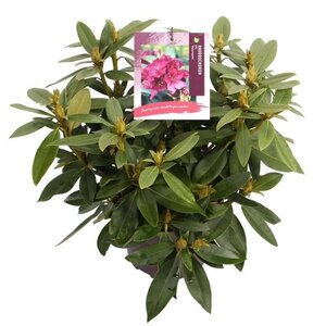 Rhododendron (P) 'Polarnacht' PAARS 30-40 cm cont. 5,0L - afbeelding 2