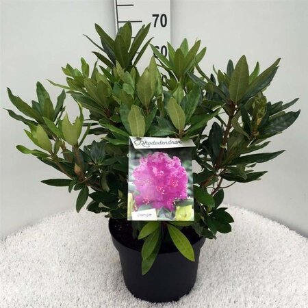 Rhododendron (P) 'Polarnacht' PAARS 40-50 cm cont. 10L - afbeelding 2