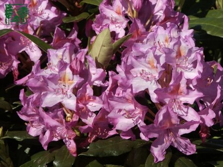 Rhododendron ponticum PAARS 100-125 cm container