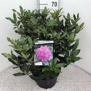 Rhododendron ponticum PAARS 50-60 cm cont. 10L - afbeelding 2