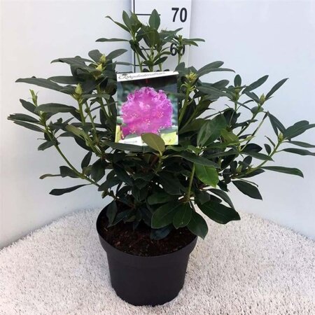 Rhododendron ponticum PAARS 50-60 cm cont. 10L - afbeelding 4