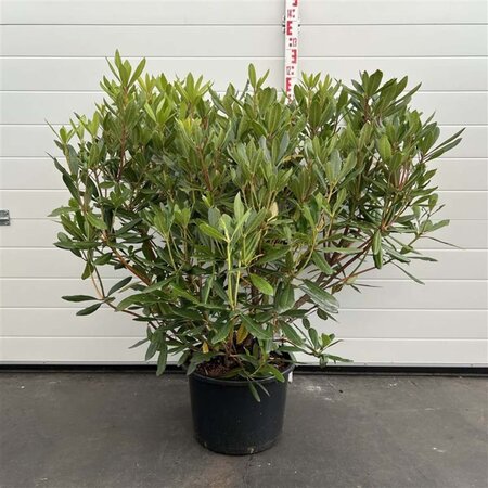 Rhododendron ponticum PAARS 60-80 cm cont. 20L - afbeelding 4