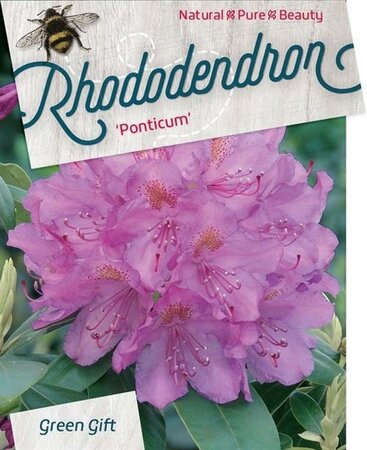 Rhododendron ponticum PAARS 60-80 cm cont. 20L - afbeelding 2