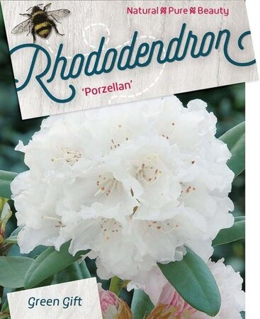 Rhododendron (Y) 'Porzellan' WIT 40-50 cm cont. 10L - afbeelding 2