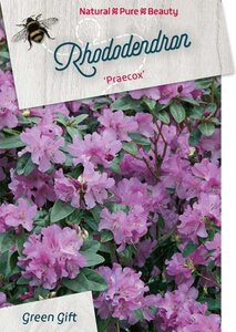 Rhododendron 'Praecox' dwerg BLAUW 30-40 cm cont. 10L - afbeelding 2