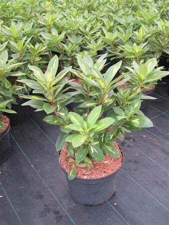 Rhododendron 'President Roosevelt' ROOD 30-40 cm cont. 5,0L