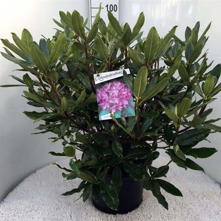 Rhododendron pont. 'Roseum' 60-80 cm cont. 20L - afbeelding 2