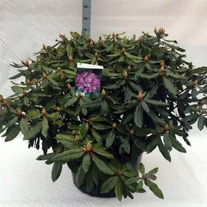 Rhododendron pont. 'Roseum' 80-100 cm cont. 80L - afbeelding 2