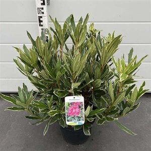 Rhododendron pont. 'Variegatum' PAARS 40-50 cm cont. 5,0L - afbeelding 1