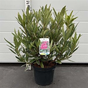 Rhododendron pont. 'Variegatum' PAARS 40-50 cm cont. 5,0L - afbeelding 3