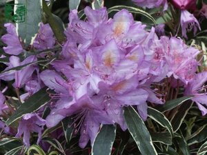 Rhododendron pont. 'Variegatum' PAARS 40-50 cm cont. 5,0L - afbeelding 7