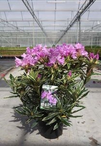 Rhododendron pont. 'Variegatum' PAARS 40-50 cm cont. 5,0L - image 6