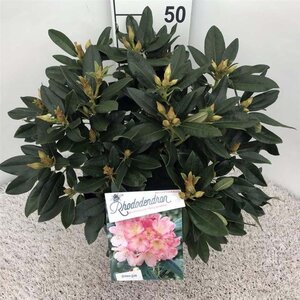 Rhododendron (Y) 'Percy Wiseman' ROZE 40-50 cm cont. 10L - afbeelding 2