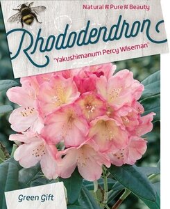 Rhododendron (Y) 'Percy Wiseman' ROZE 50-60 cm cont. 10L - afbeelding 3