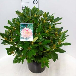 Rhododendron (Y) 'Percy Wiseman' ROZE 50-60 cm cont. 10L - afbeelding 2