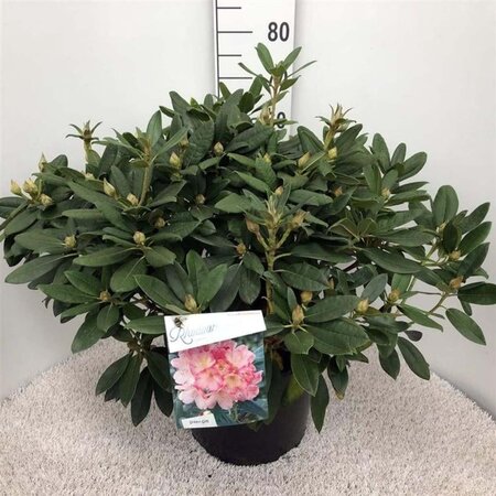 Rhododendron (Y) 'Percy Wiseman' ROZE 50-60 cm cont. 20L - afbeelding 1