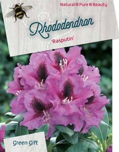 Rhododendron 'Rasputin' PAARS 50-60 cm cont. 10L