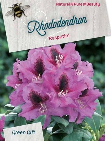 Rhododendron 'Rasputin' PAARS 60-80 cm cont. 20L