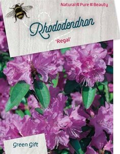 Rhododendron 'Regal' 40-50 cm cont. 10L