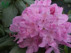 Rhododendron 'Roseum Elegans' PAARS 100-110 cm met kluit