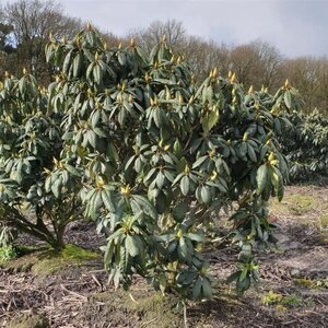 Rhododendron 'Roseum Elegans' PAARS 100-120 cm met kluit - afbeelding 2