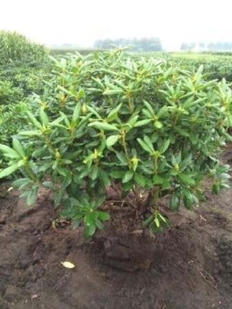 Rhododendron 'Roseum Elegans' PAARS 100-120 cm met kluit - afbeelding 3