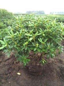 Rhododendron 'Roseum Elegans' PAARS 100-120 cm met kluit - afbeelding 3