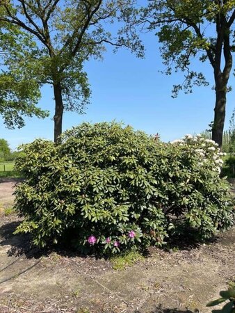 Rhododendron 'Roseum Elegans' PAARS 150-175 cm met kluit