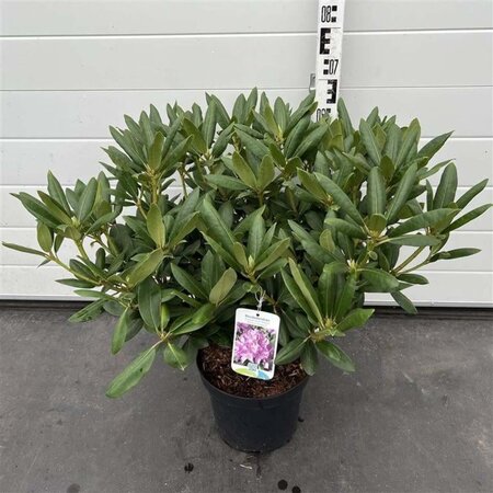 Rhododendron 'Roseum Elegans' PAARS 40-50 cm cont. 7,5L - afbeelding 4