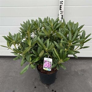 Rhododendron 'Roseum Elegans' PAARS 40-50 cm cont. 7,5L - afbeelding 2