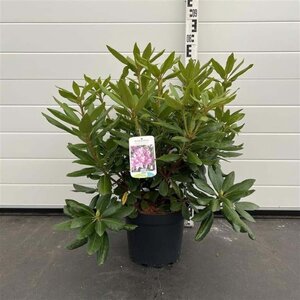 Rhododendron 'Roseum Elegans' PAARS 40-50 cm cont. 7,5L - afbeelding 5