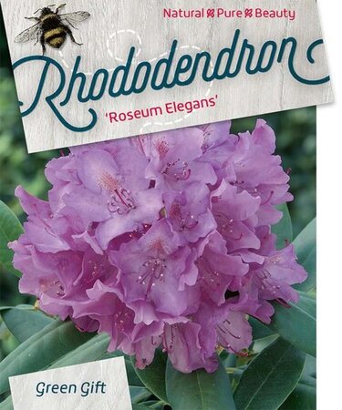 Rhododendron 'Roseum Elegans' PAARS 60-80 cm cont. 20L - afbeelding 2