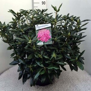 Rhododendron 'Roseum Elegans' PAARS 60-80 cm cont. 20L - afbeelding 3