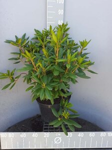 Rhododendron 'Roseum Elegans' PAARS 60-80 cm cont. 20L - afbeelding 1